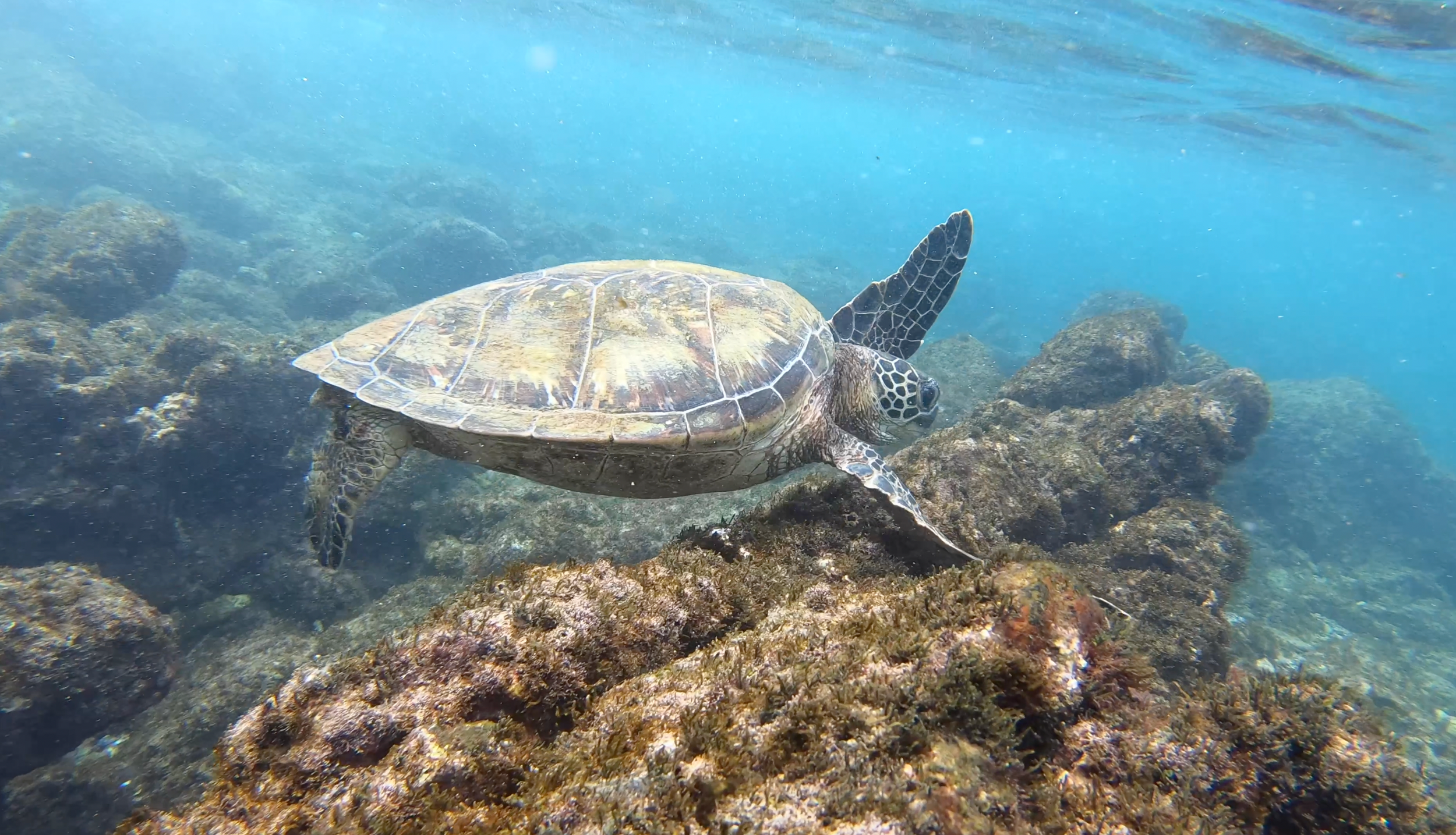 Hawaii-tortue-kauai.png