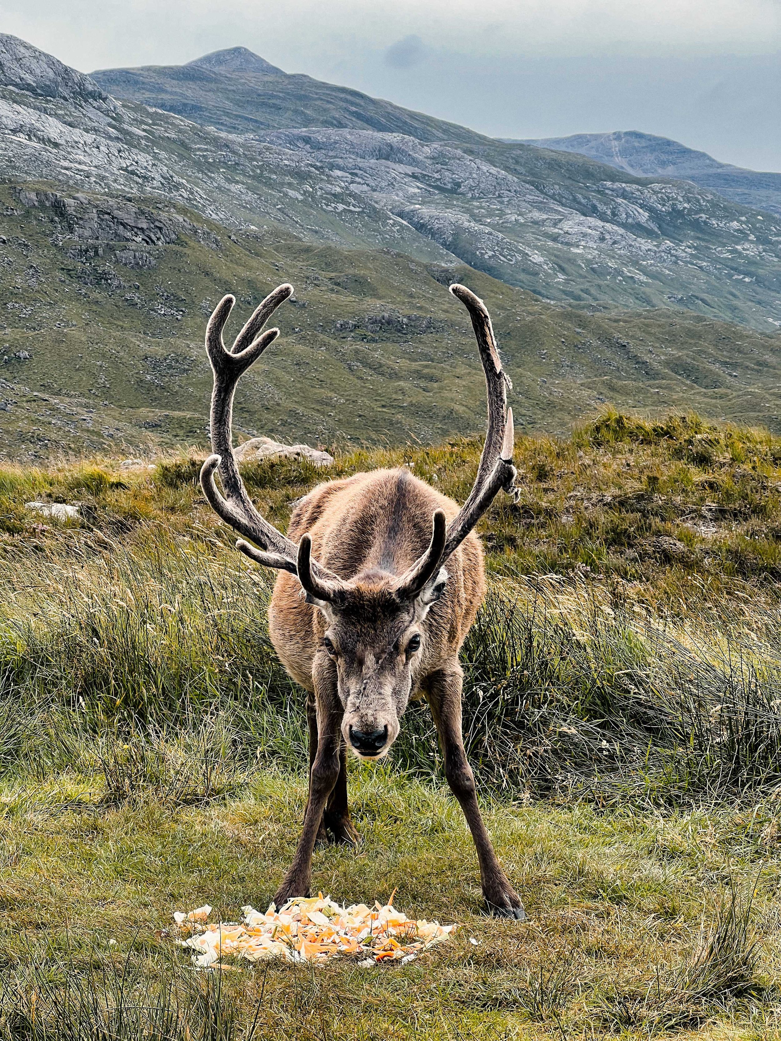 Ecosse-Road-trip-scotland-parc de Torridon.jpeg