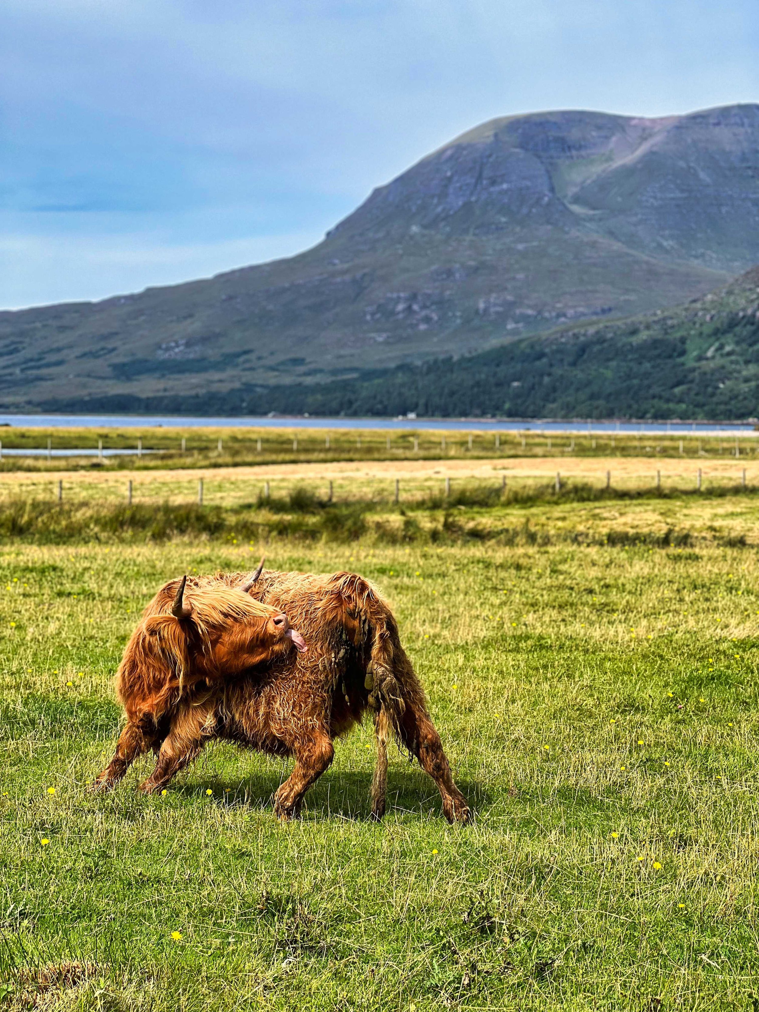 Ecosse-Road-trip-scotland-vache.jpeg