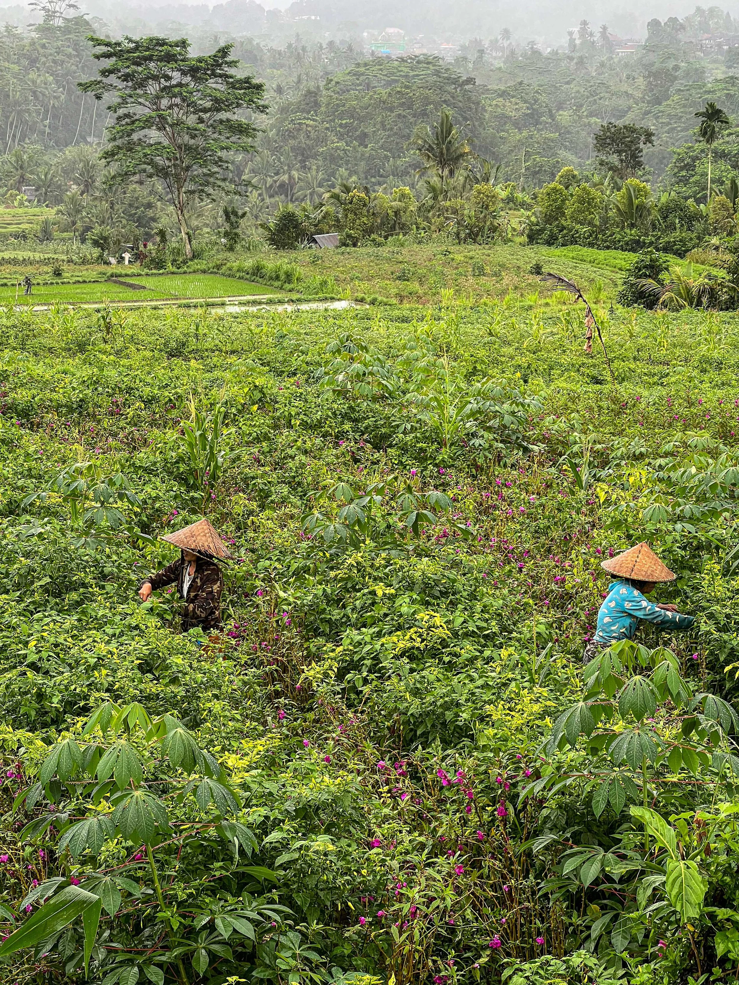 Bali-NusaPenida_indonesie-voyageIMG_6753.jpg