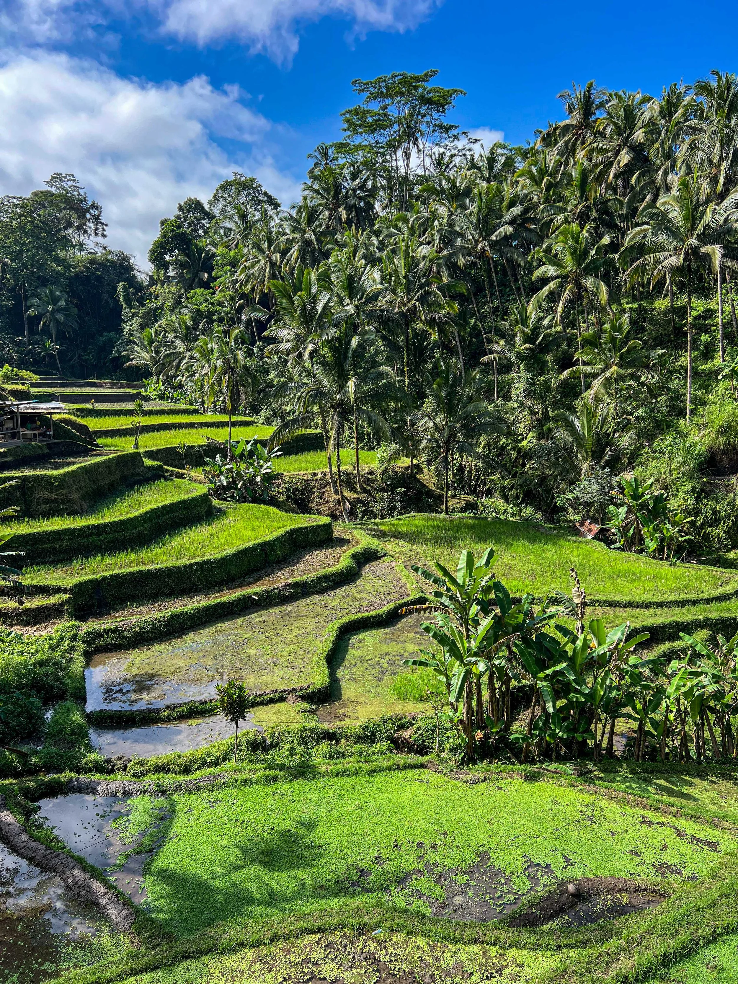 Bali-NusaPenida_indonesie-voyageIMG_6937.jpg