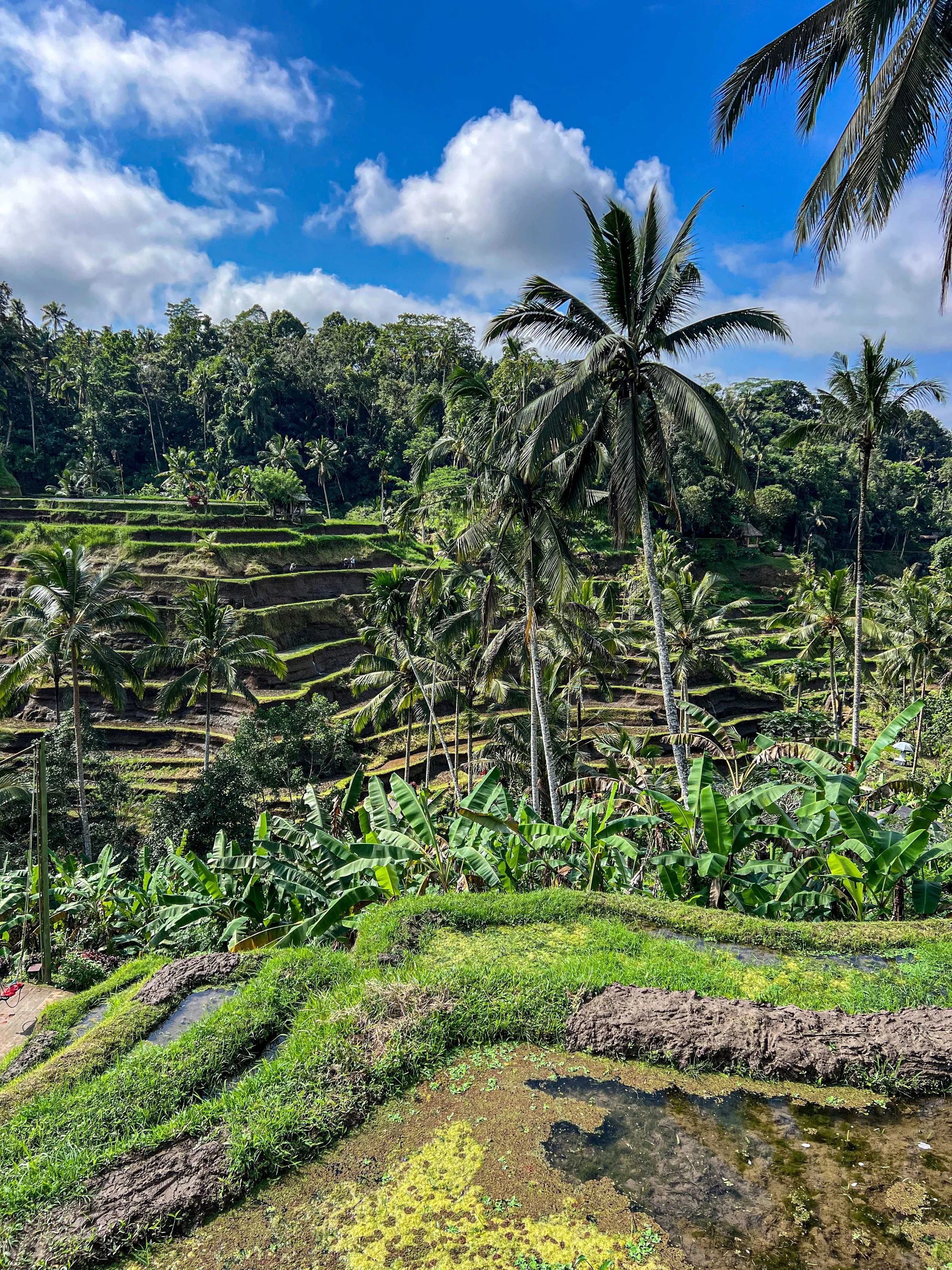 Bali-NusaPenida_indonesie-voyageIMG_6940.jpg