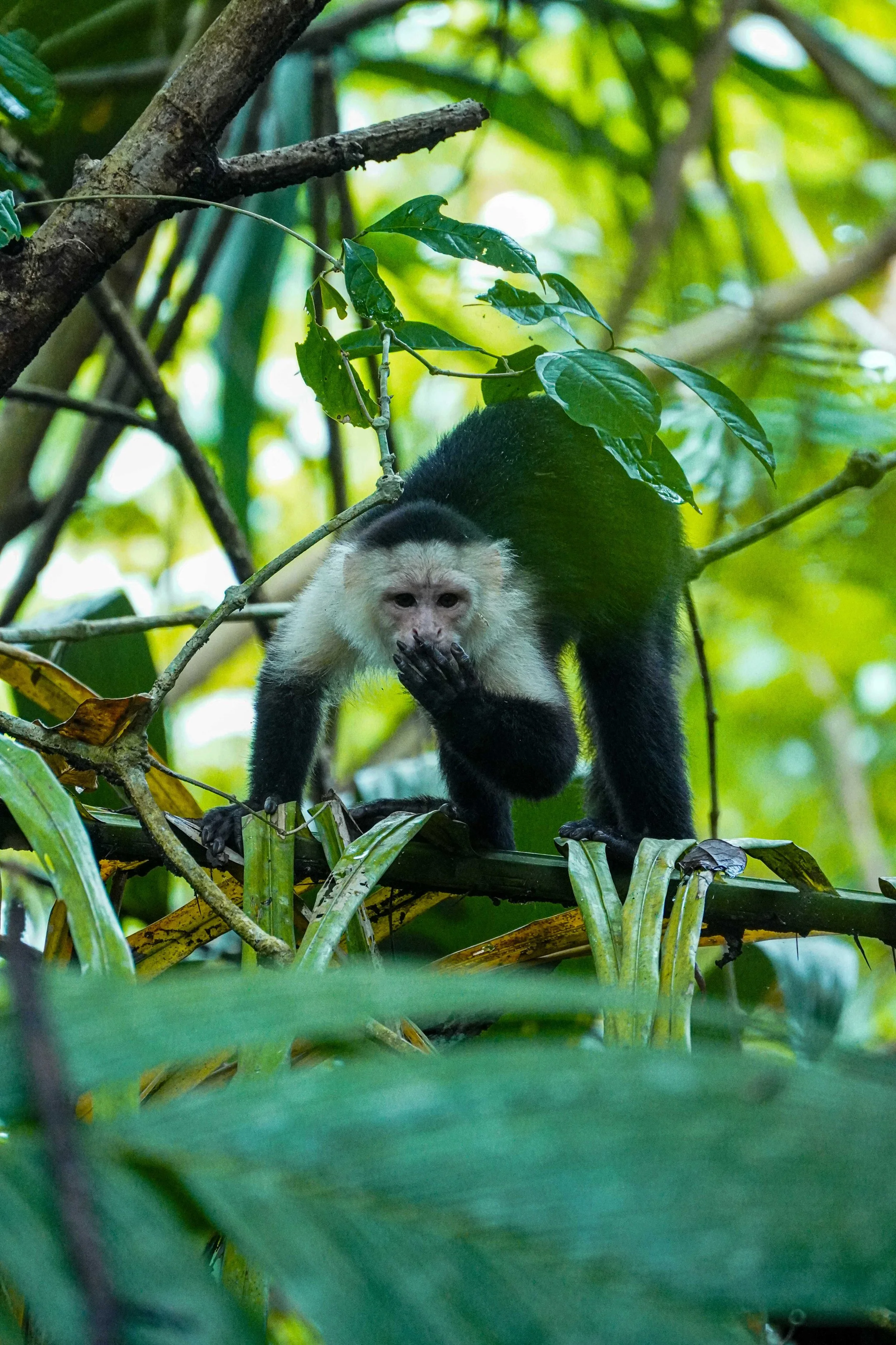 Panama_15_jours_itinéraire_completIMG_4698.JPG