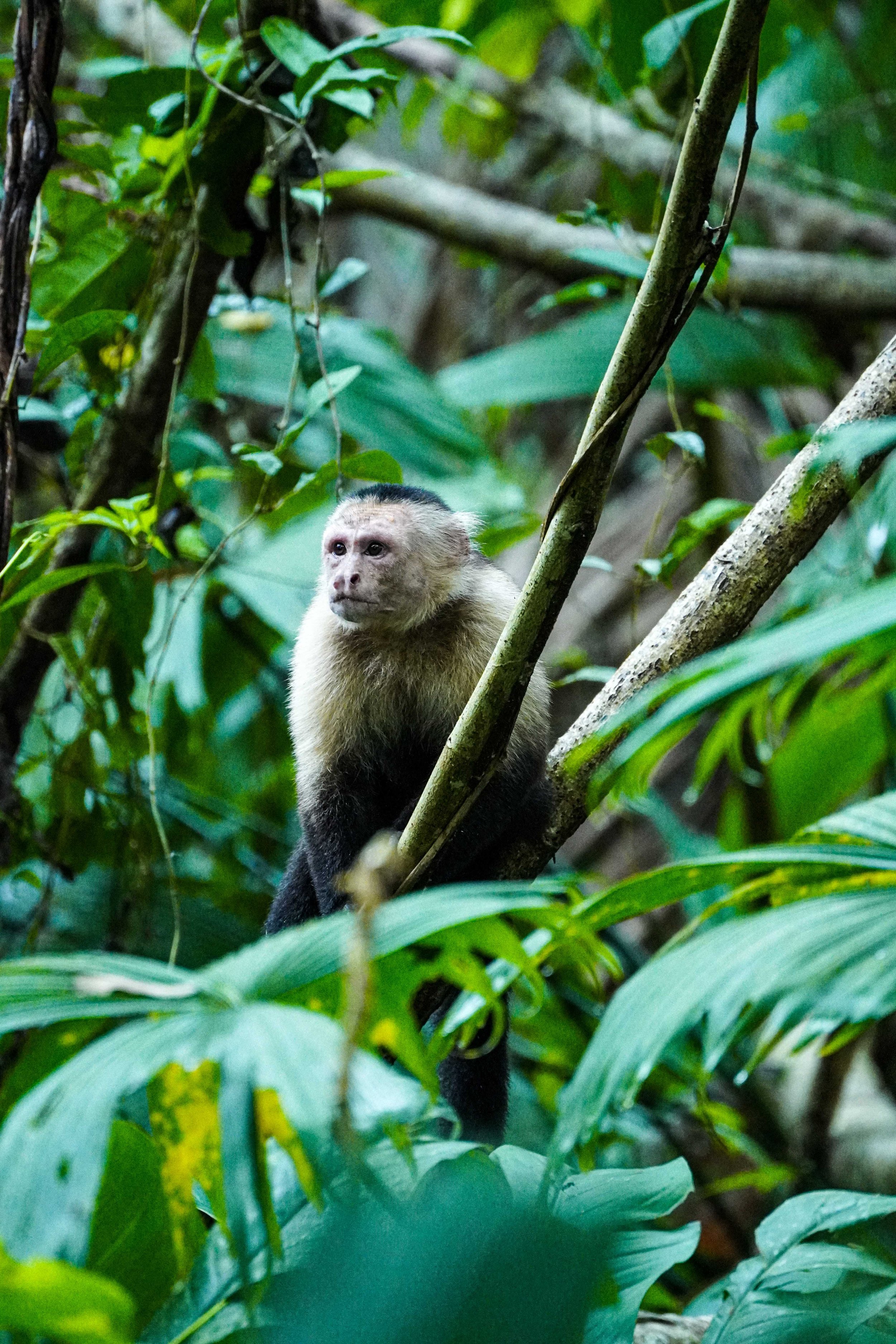 Panama_15_jours_itinéraire_completIMG_4699.JPG