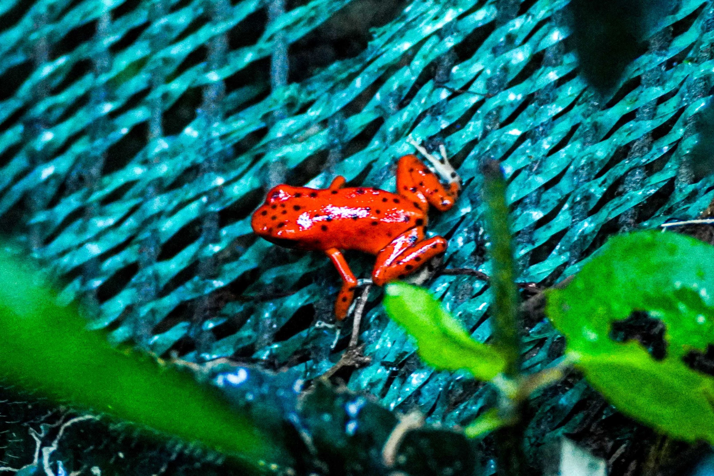 Panama_15_jours_itinéraire_completMKS06056.JPG