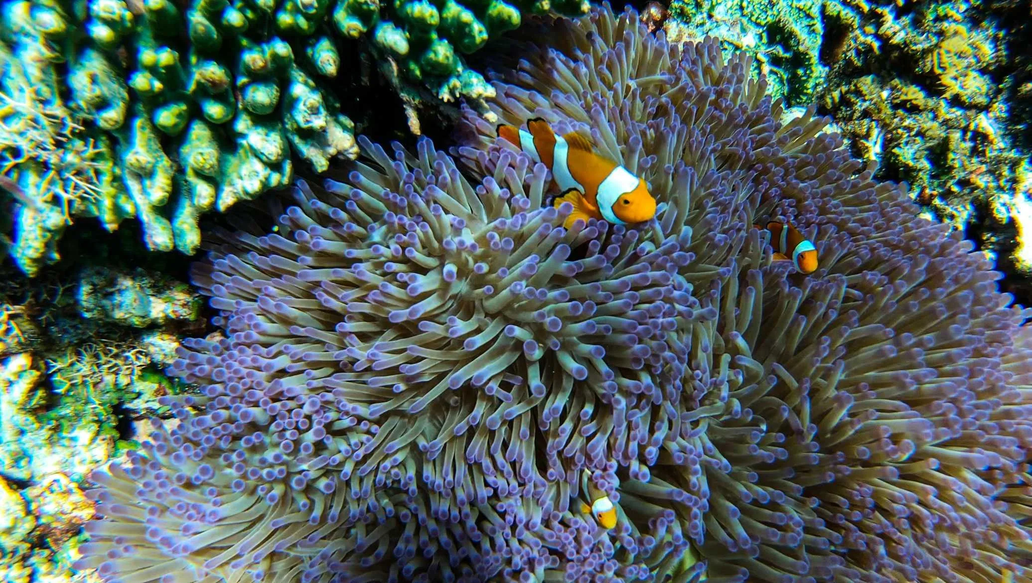 SULAWESI-INDONESIE- îles-Togian15.jpg