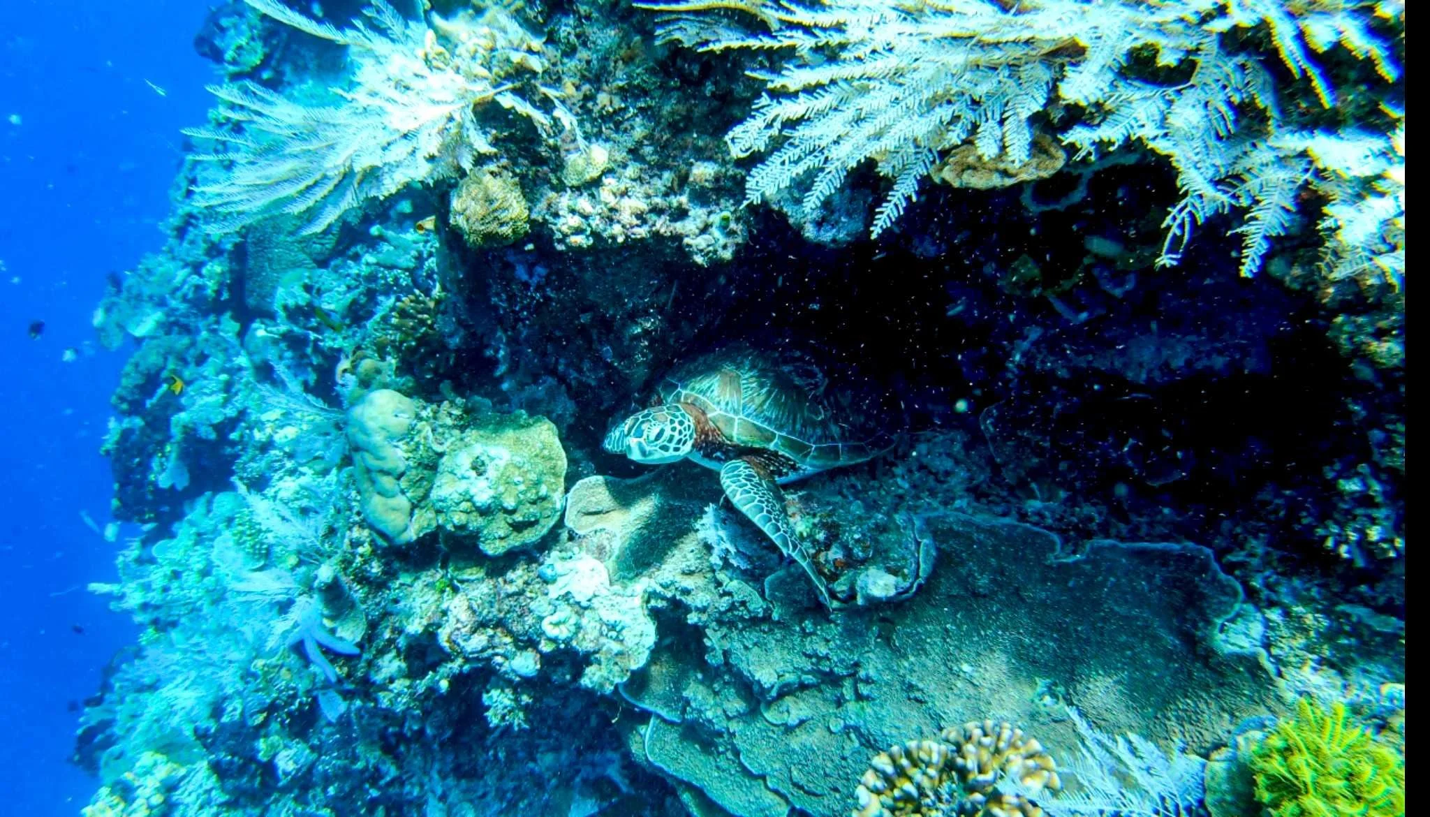 SULAWESI-INDONESIE-Bunaken3.jpg