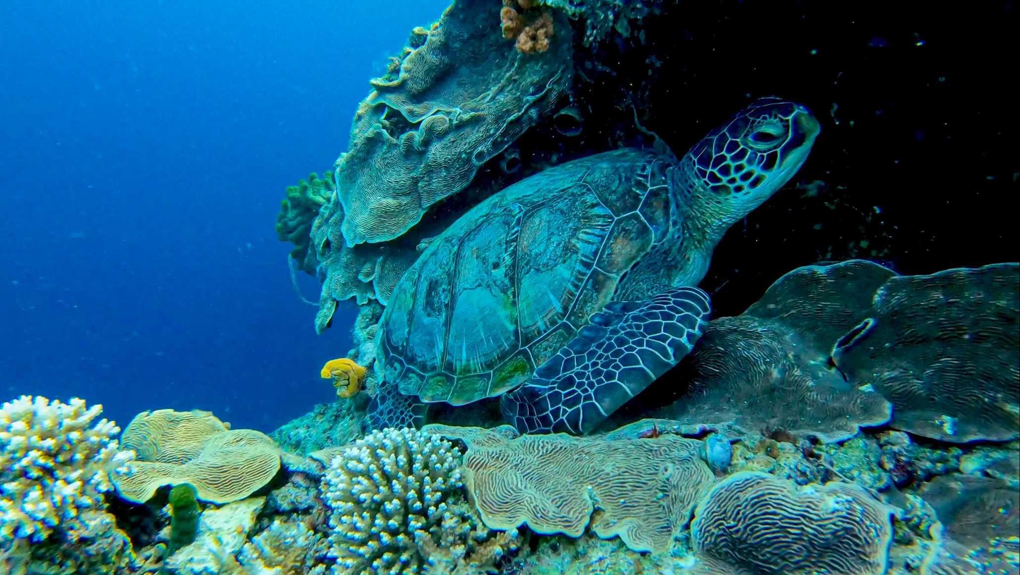 SULAWESI-INDONESIE-Bunaken5.jpg