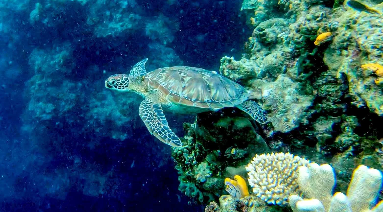 SULAWESI-INDONESIE-Bunaken6.jpg