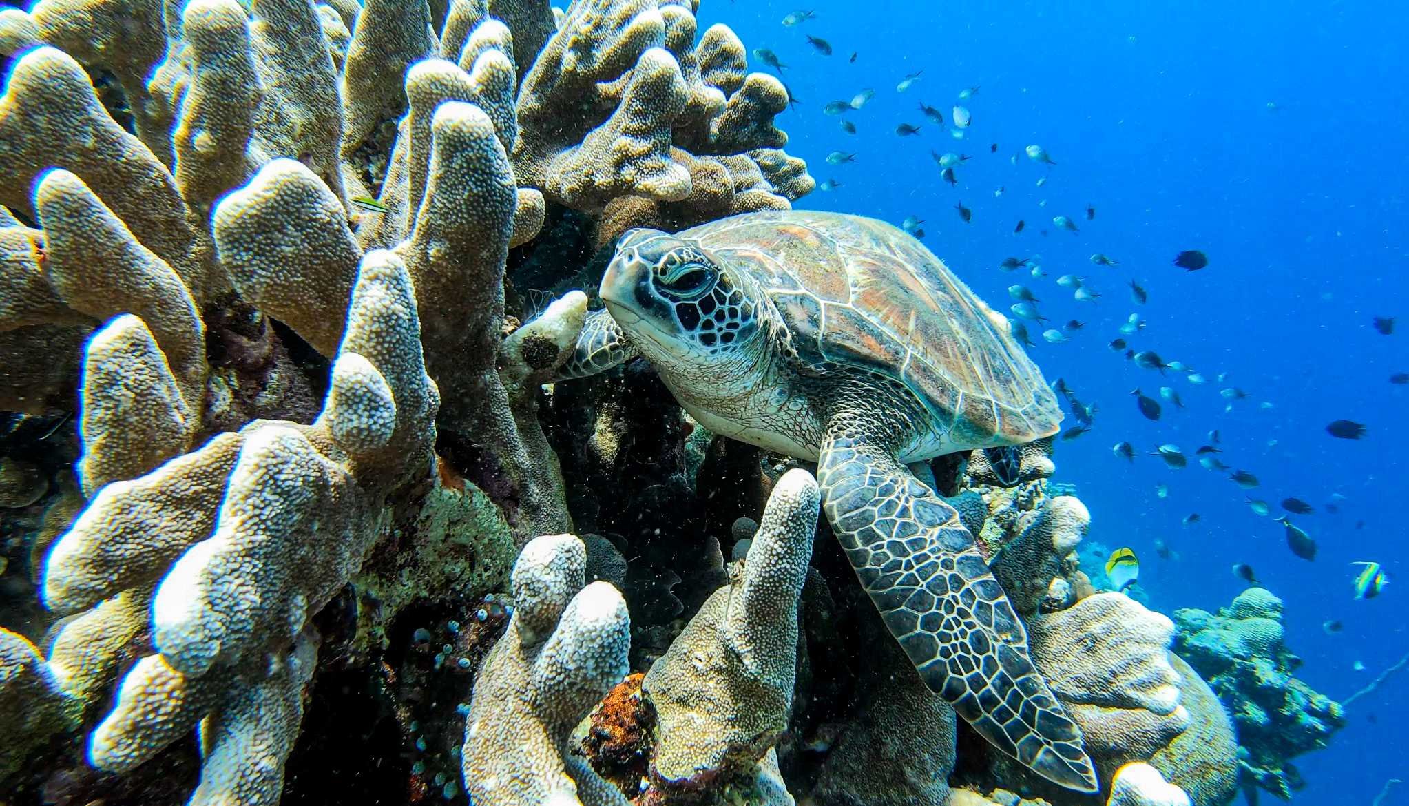 SULAWESI-INDONESIE-Bunaken7.jpg