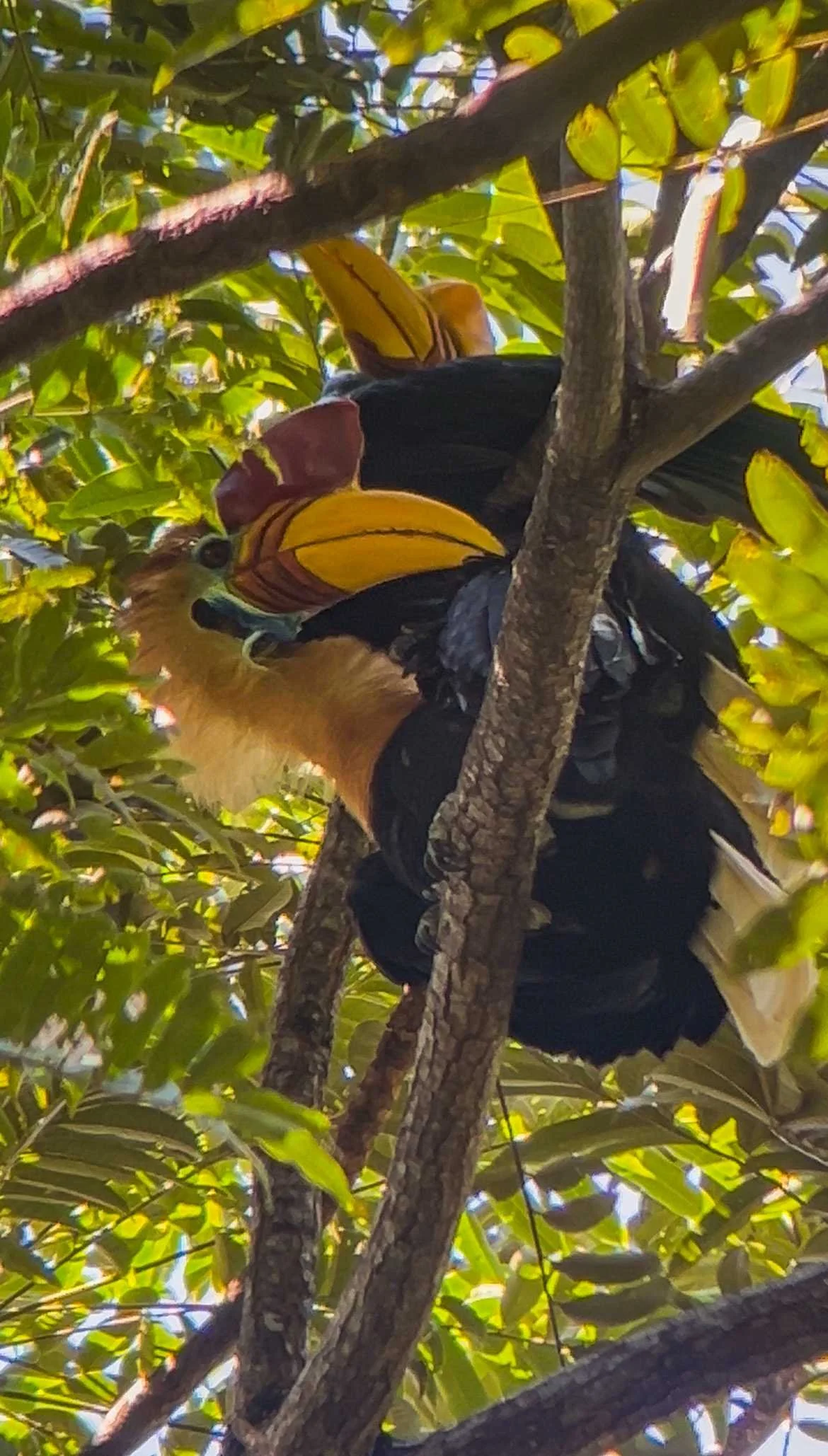 SULAWESI-INDONESIE-Tangkoko,1.jpg