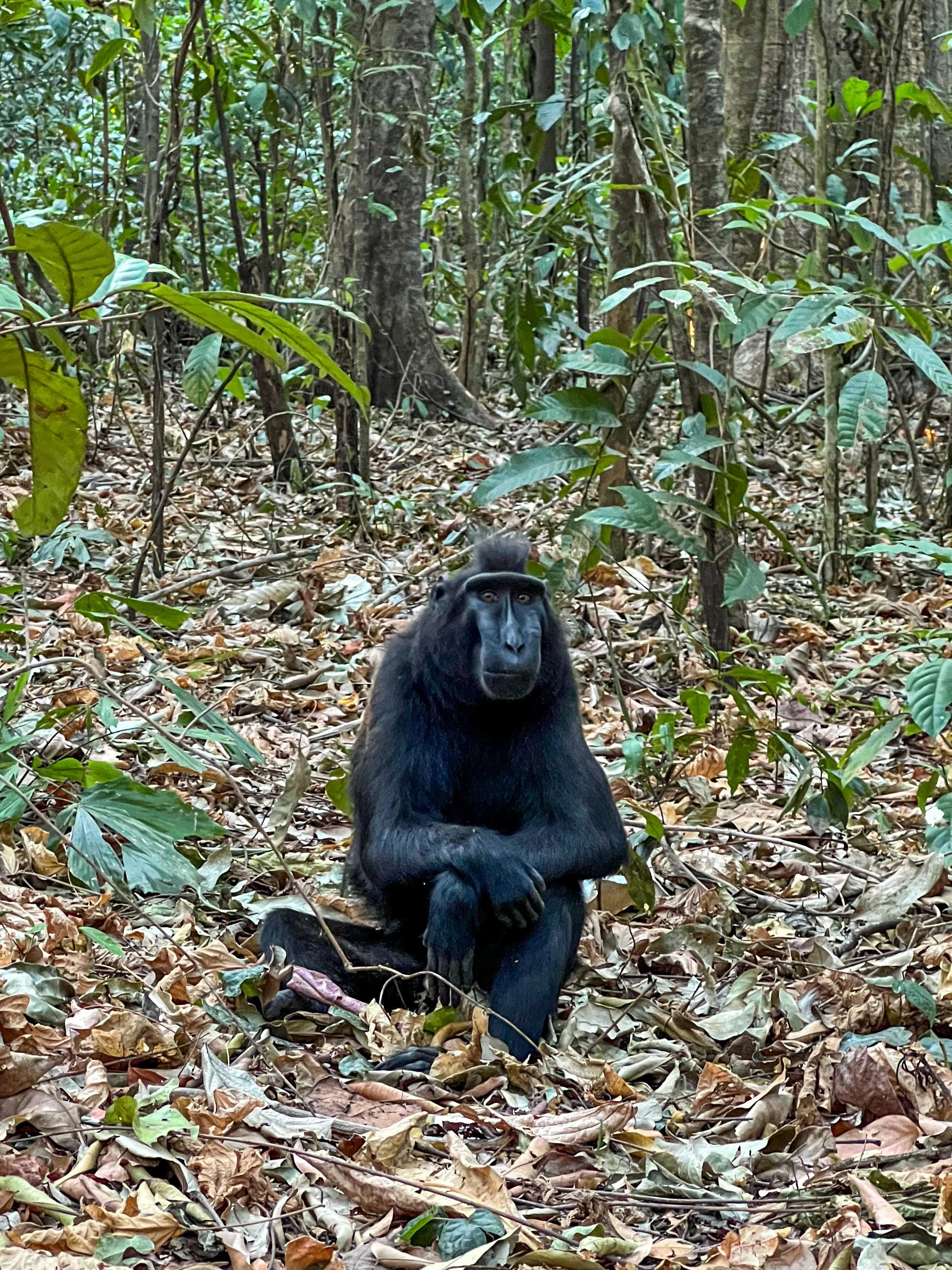 SULAWESI-INDONESIE-Tangkoko,2.jpg