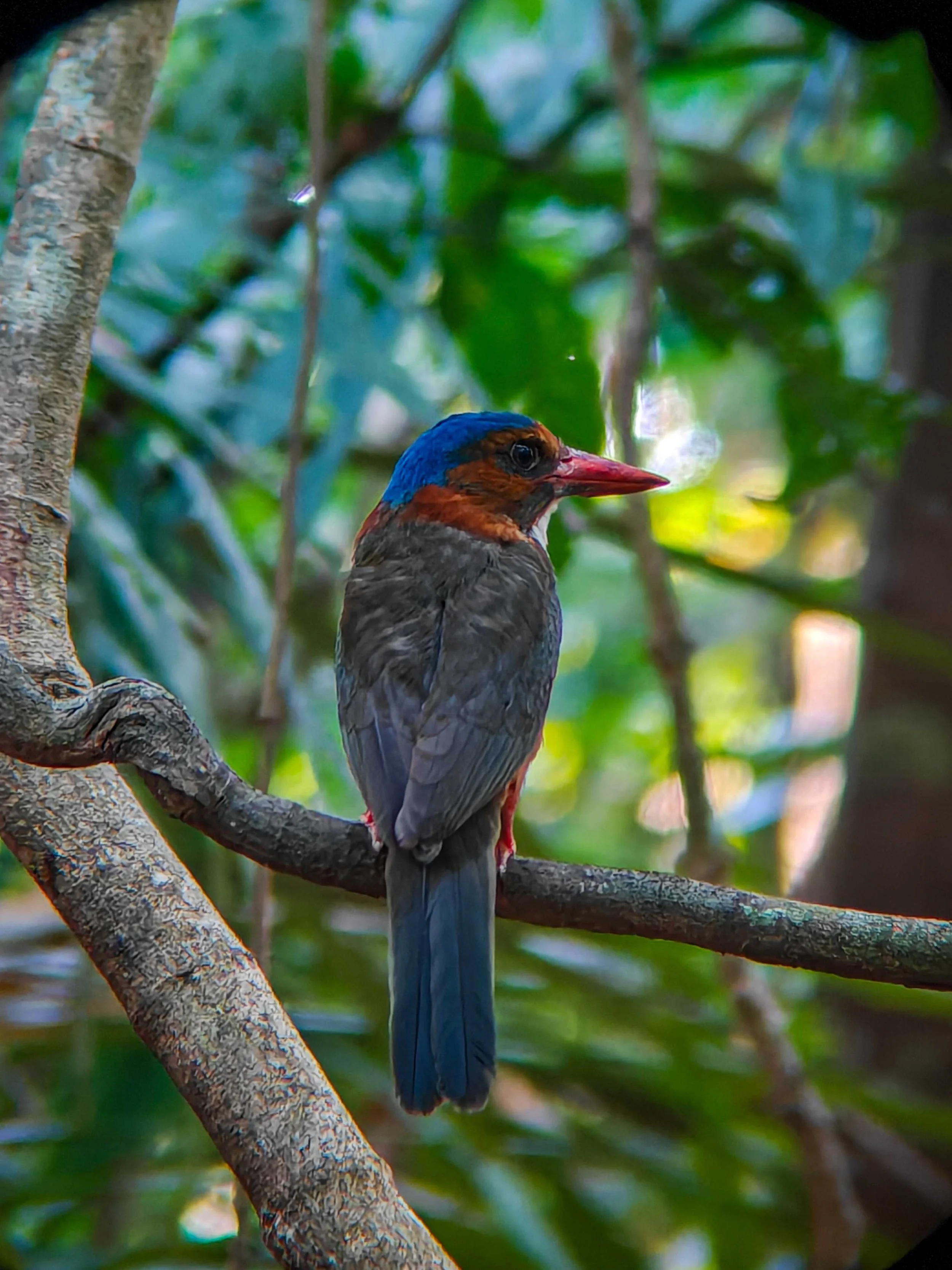 SULAWESI-INDONESIE-Tangkoko,3.JPG