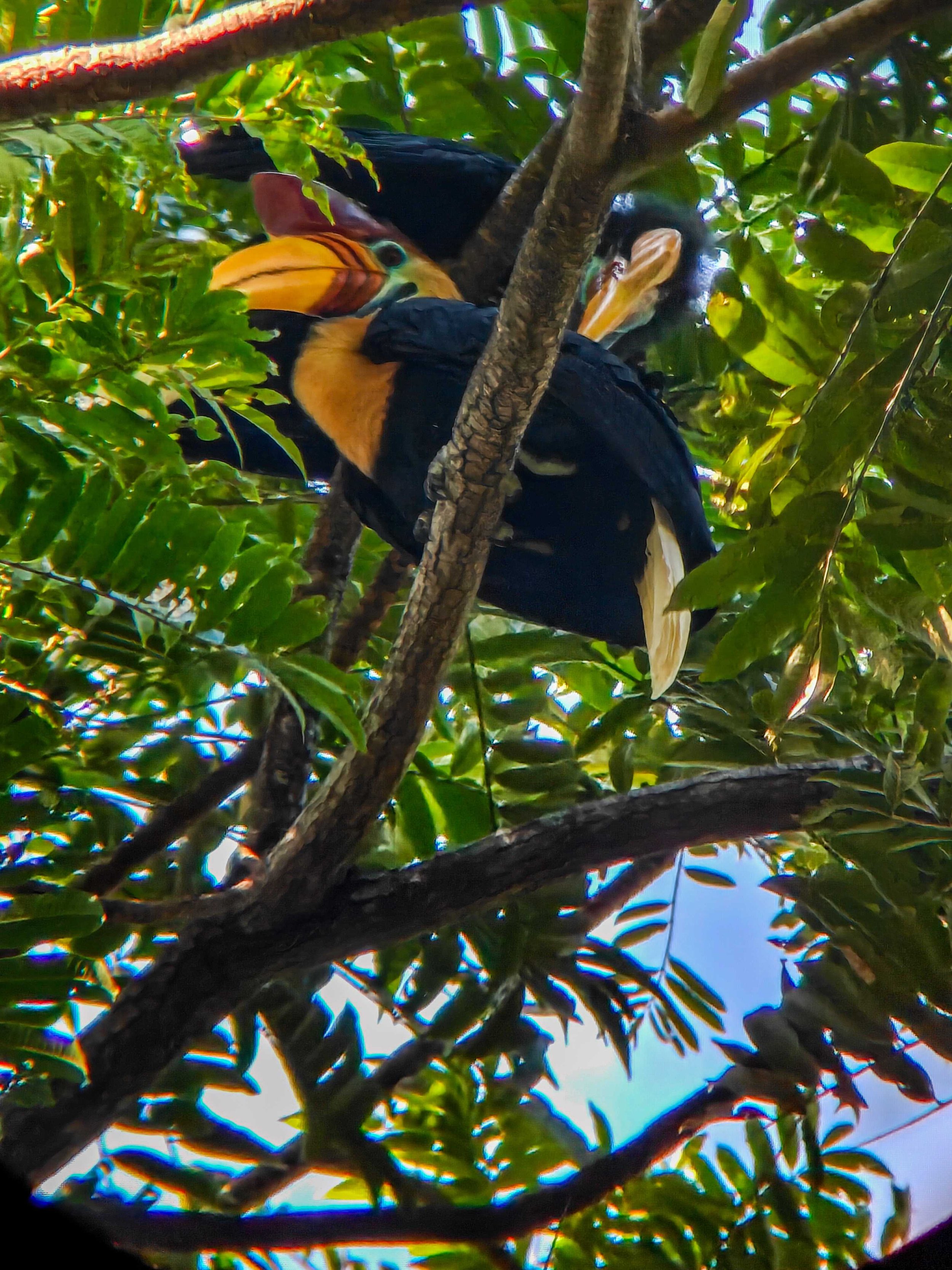 SULAWESI-INDONESIE-Tangkoko,4.JPG
