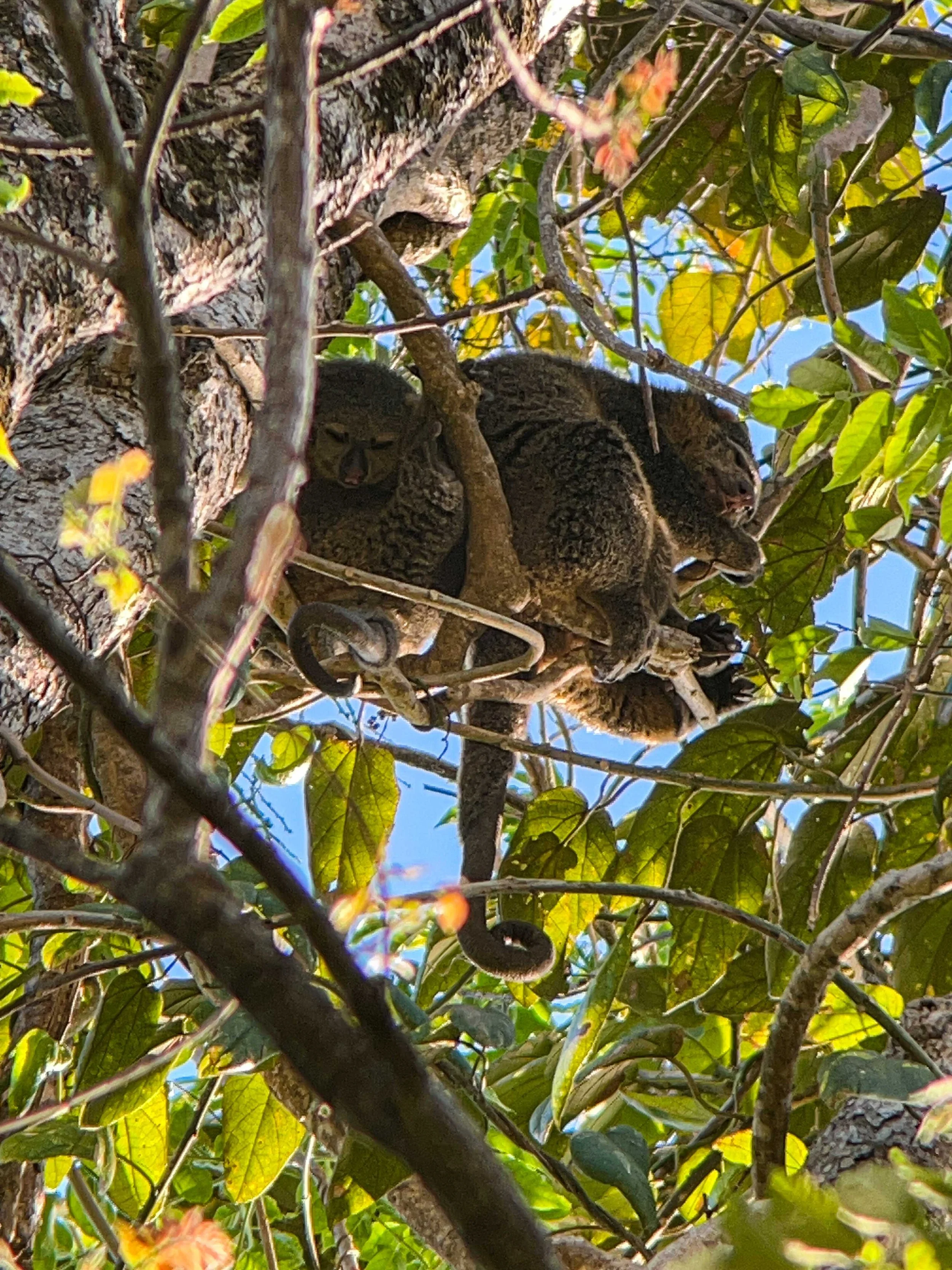 SULAWESI-INDONESIE-Tangkoko,5.JPG
