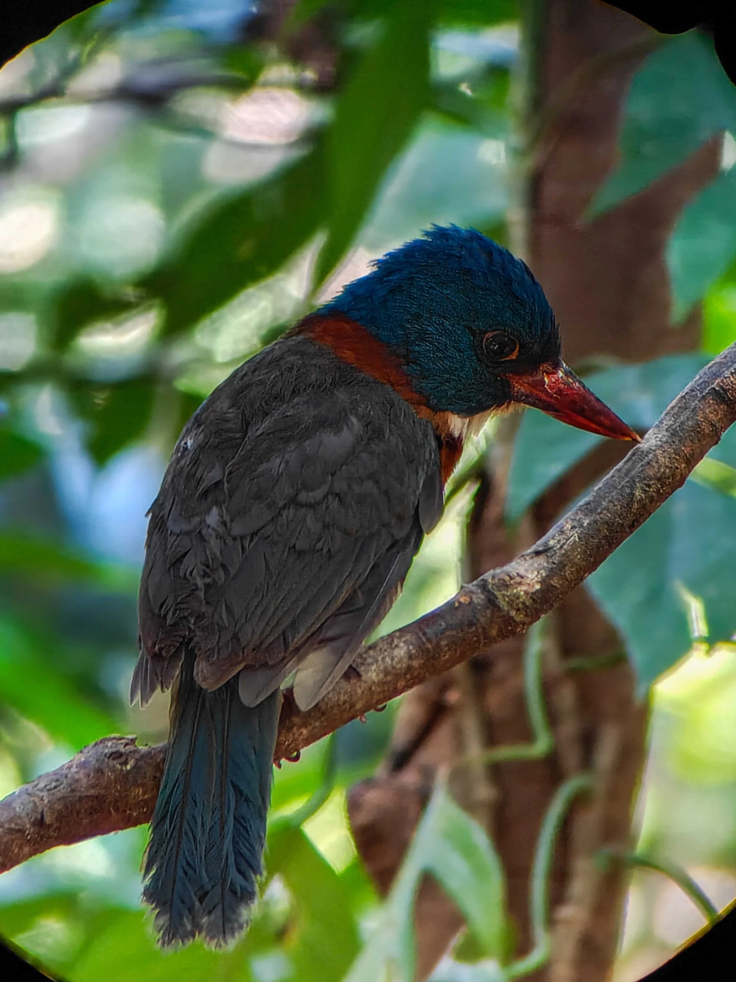 SULAWESI-INDONESIE-Tangkoko,7.JPG