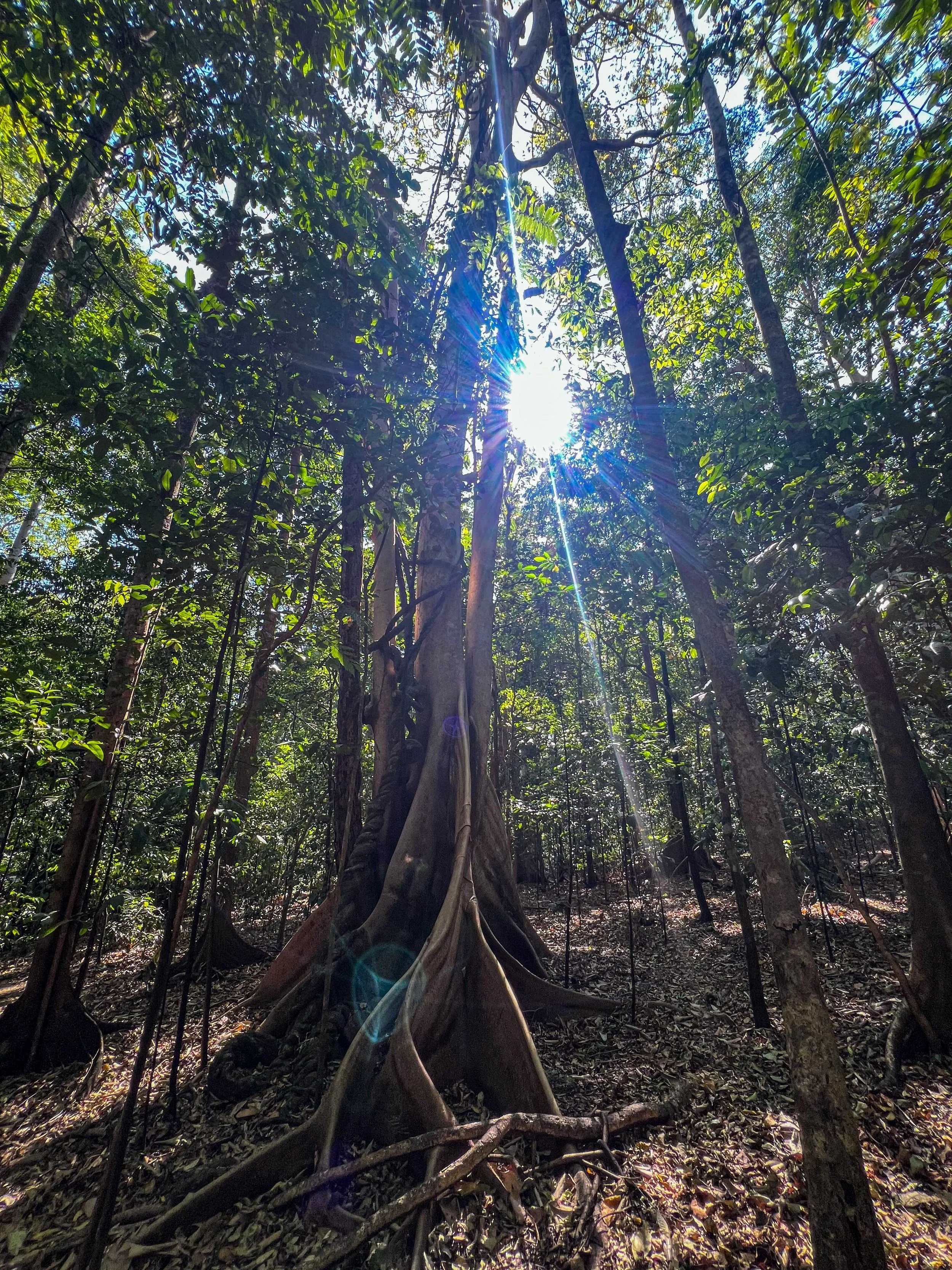 SULAWESI-INDONESIE-Tangkoko,6.jpg