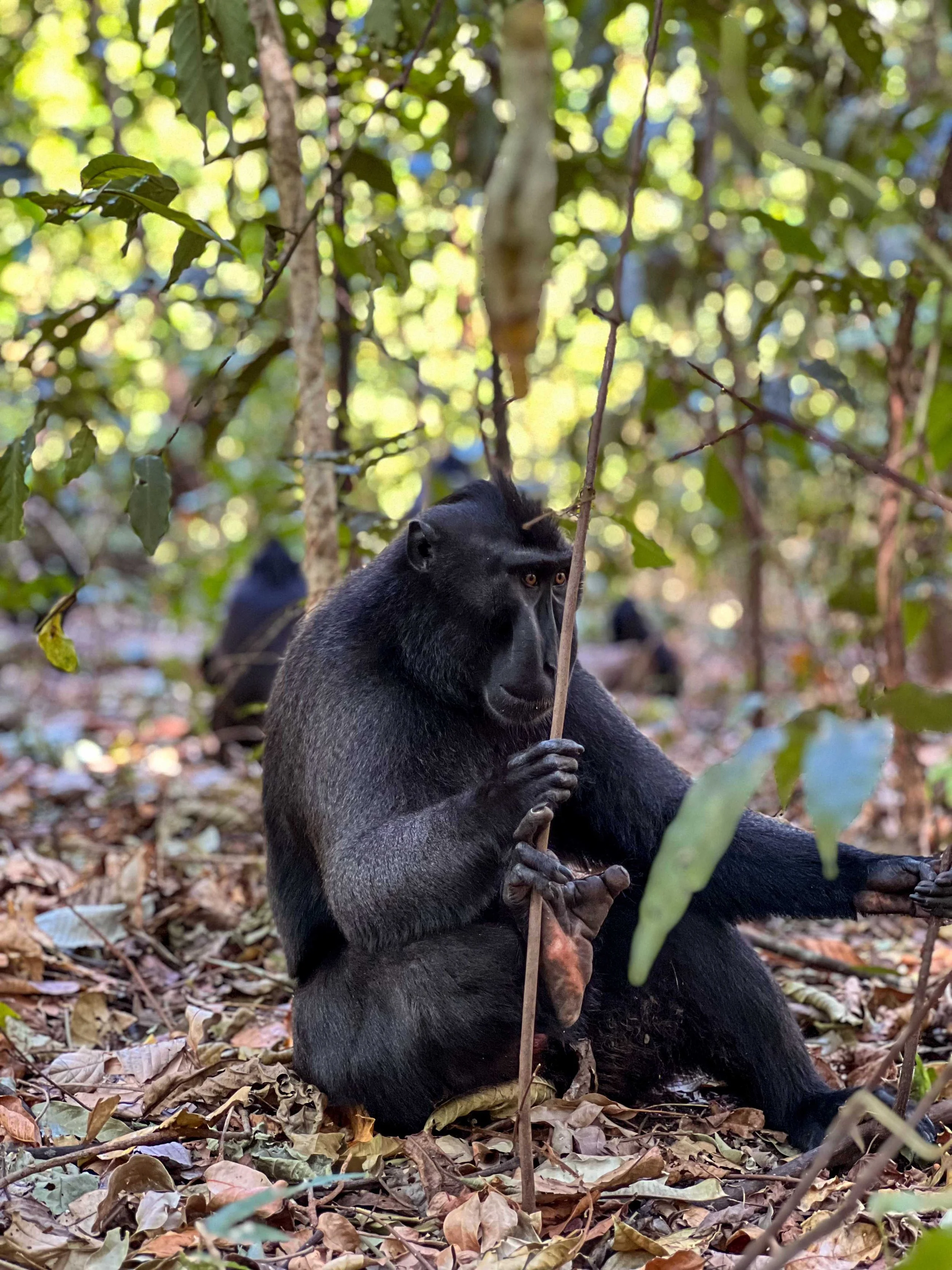 SULAWESI-INDONESIE-Tangkoko,8.jpg