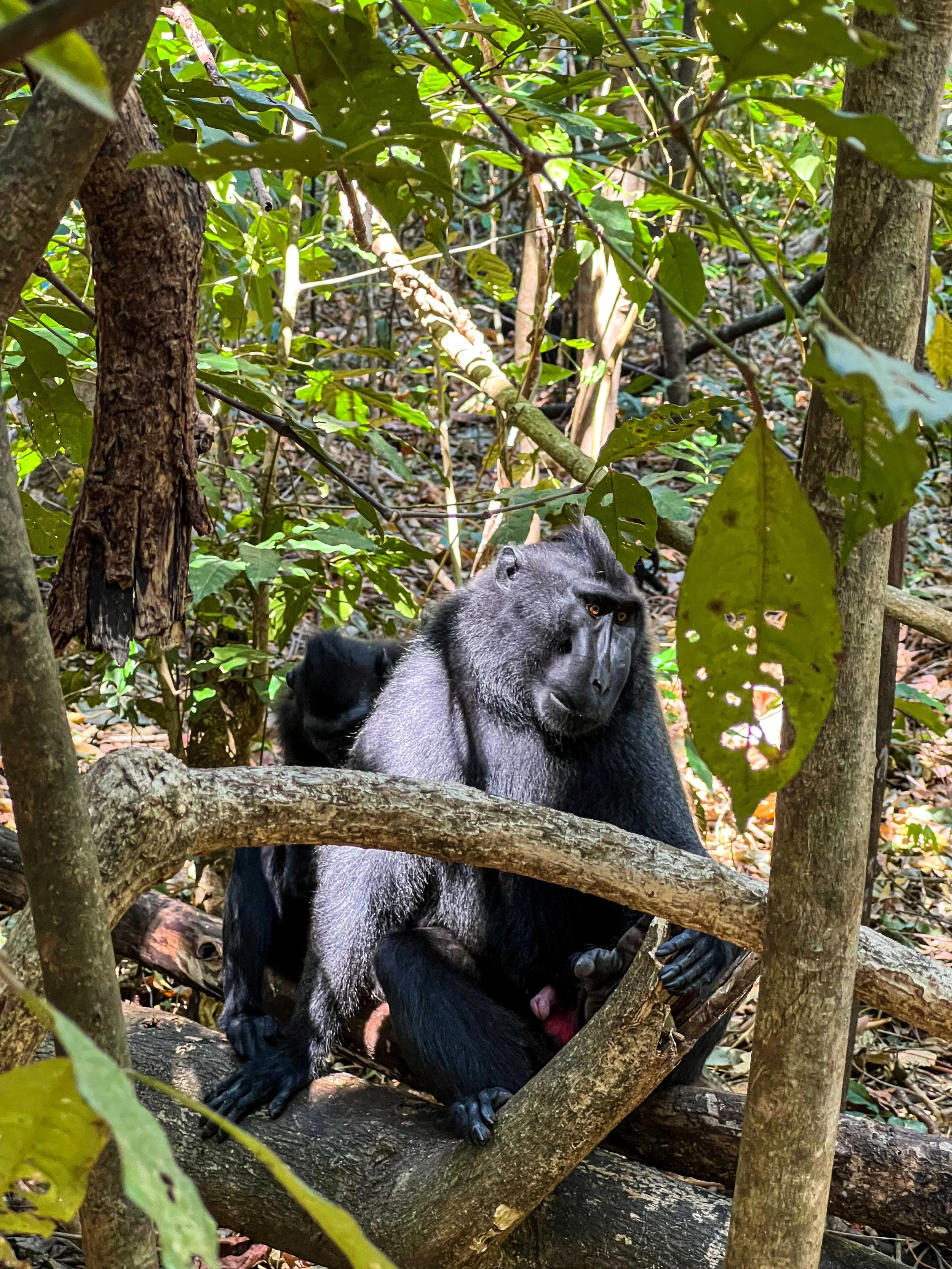 SULAWESI-INDONESIE-Tangkoko,9.jpg