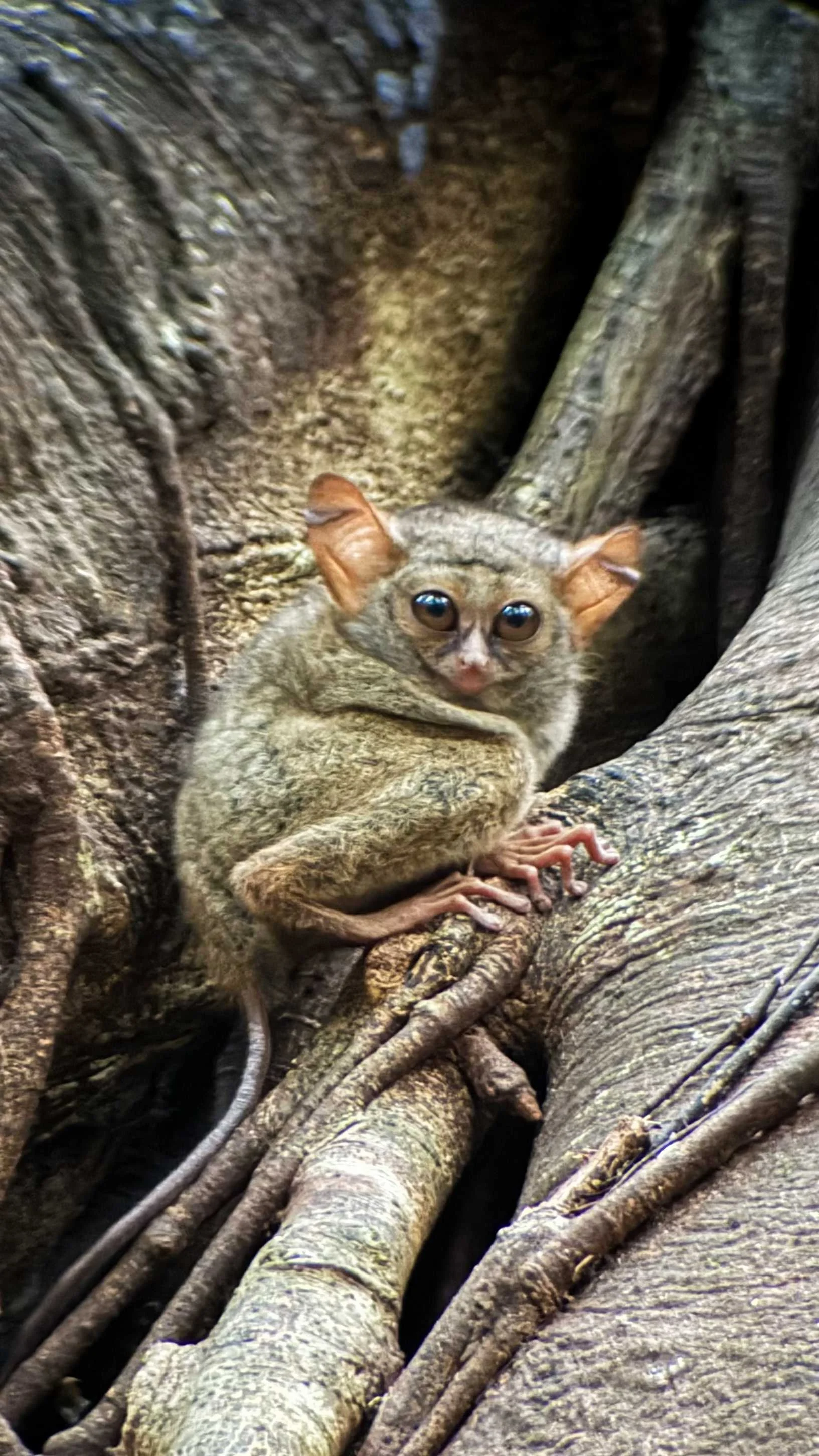 SULAWESI-INDONESIE-Tangkoko,11.jpg