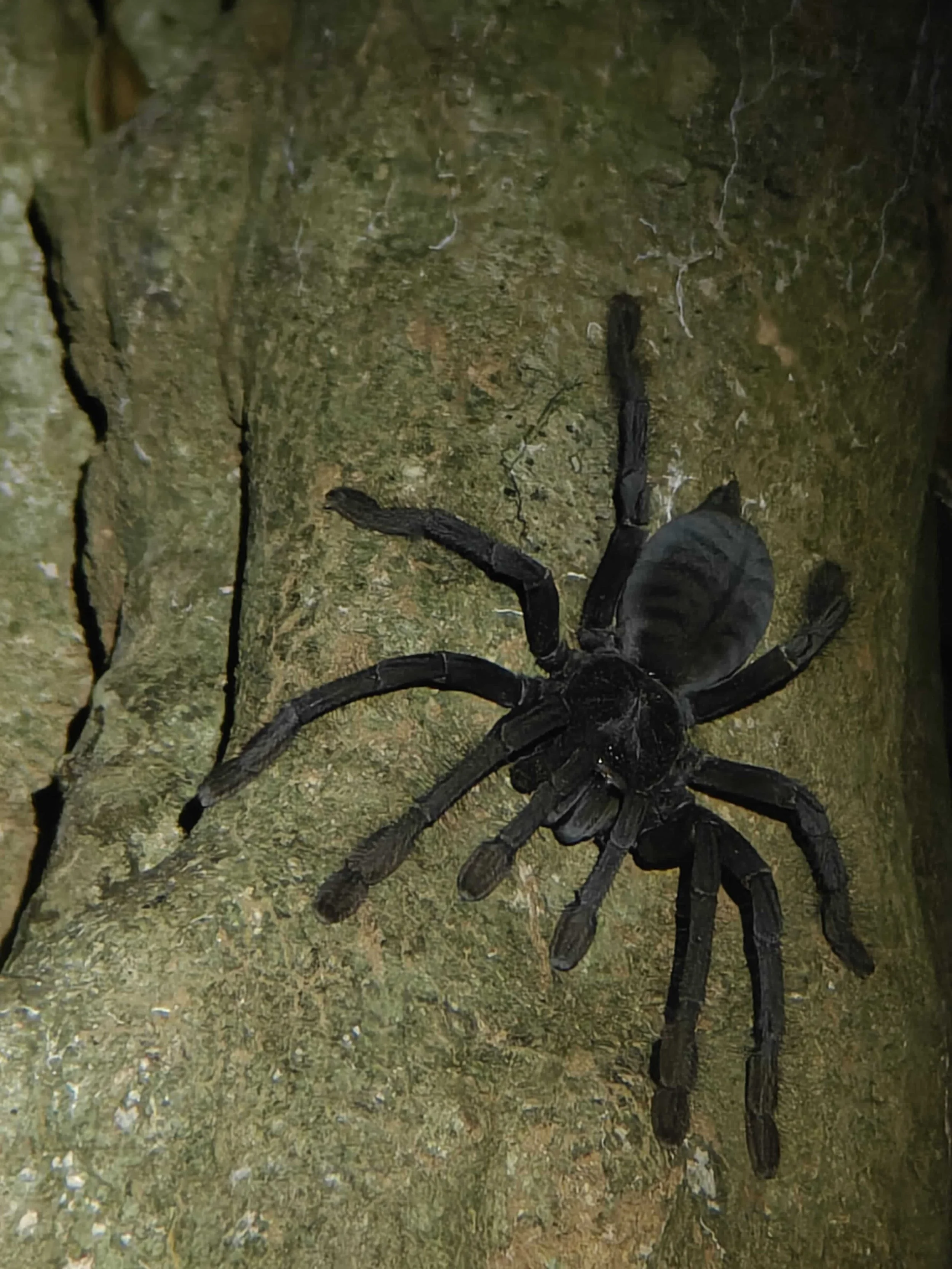 SULAWESI-INDONESIE-Tangkoko,12.jpg