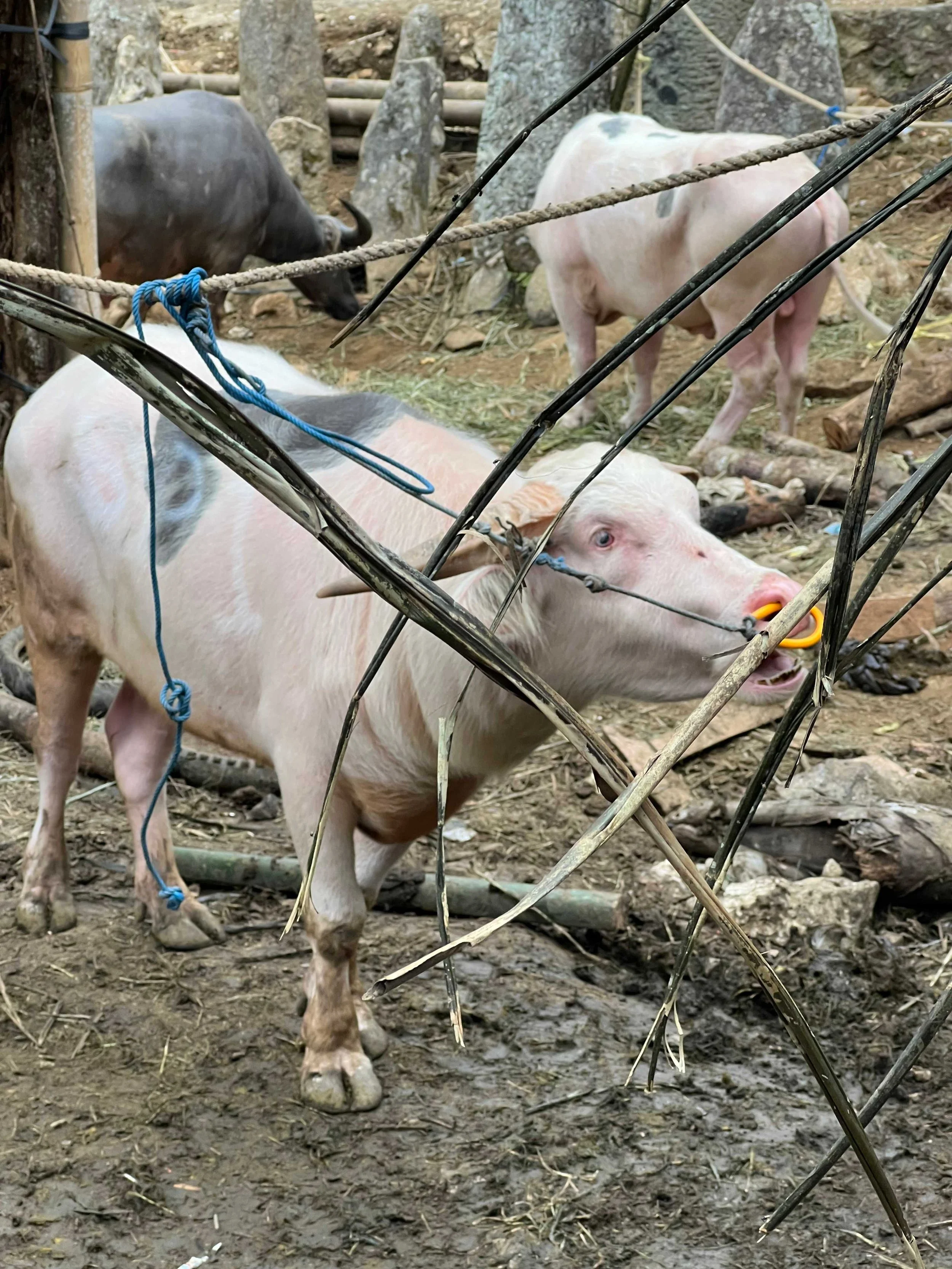 SULAWESI-INDONESIE-Toraja19.jpeg