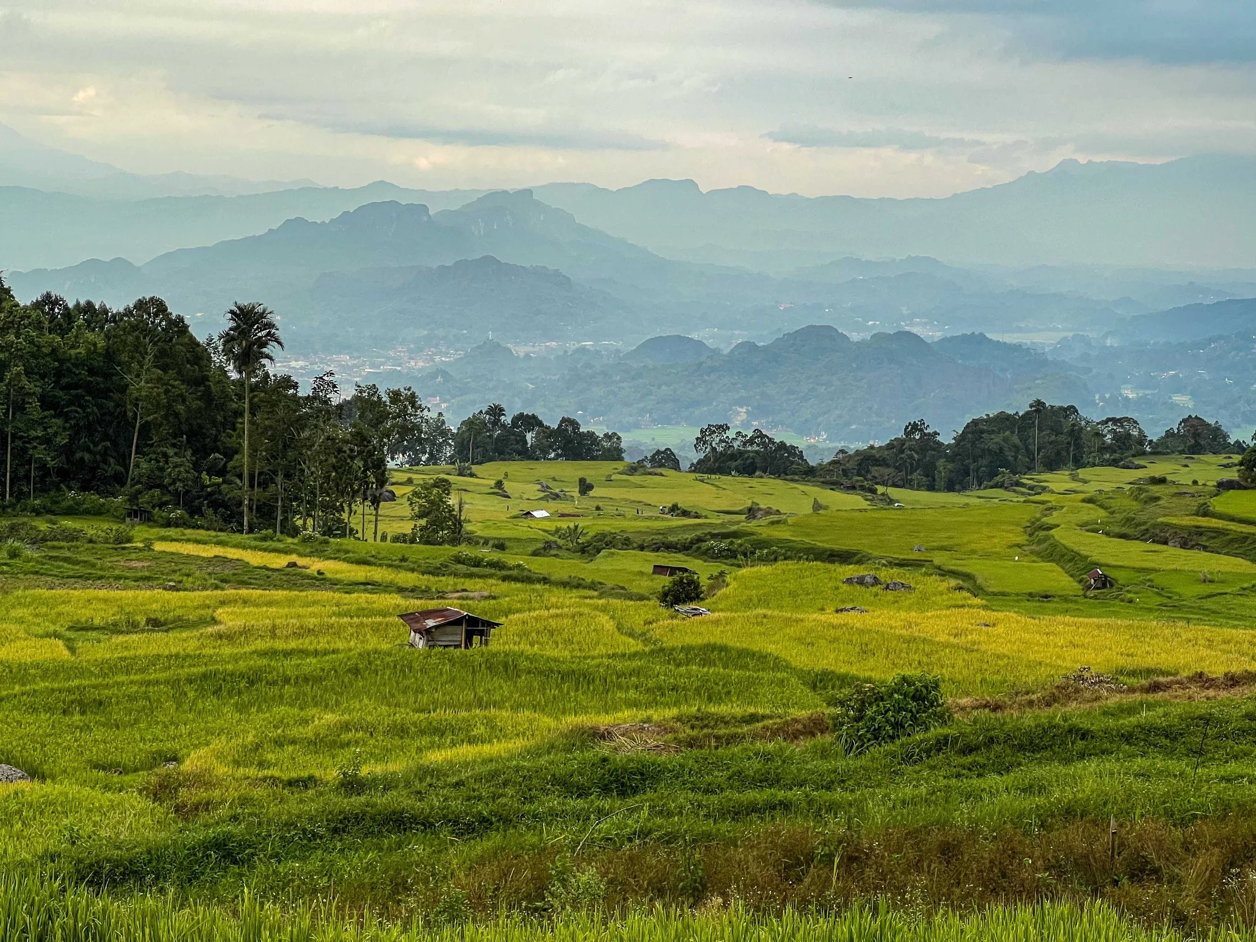 SULAWESI-INDONESIE96.jpg