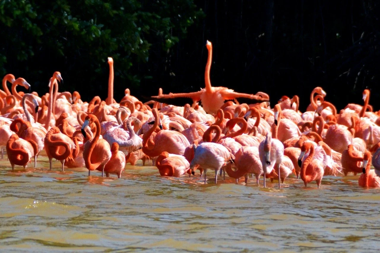 voyage-yucatan-mexique35.jpeg
