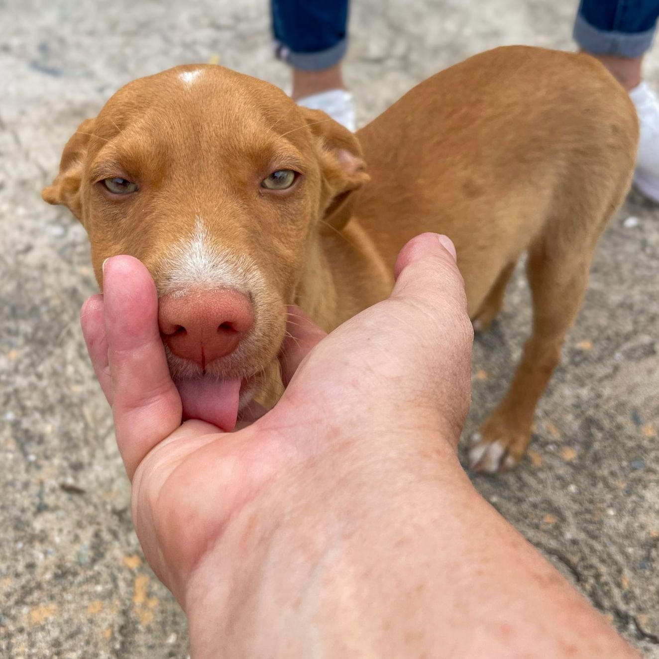 Rolo1.jpg