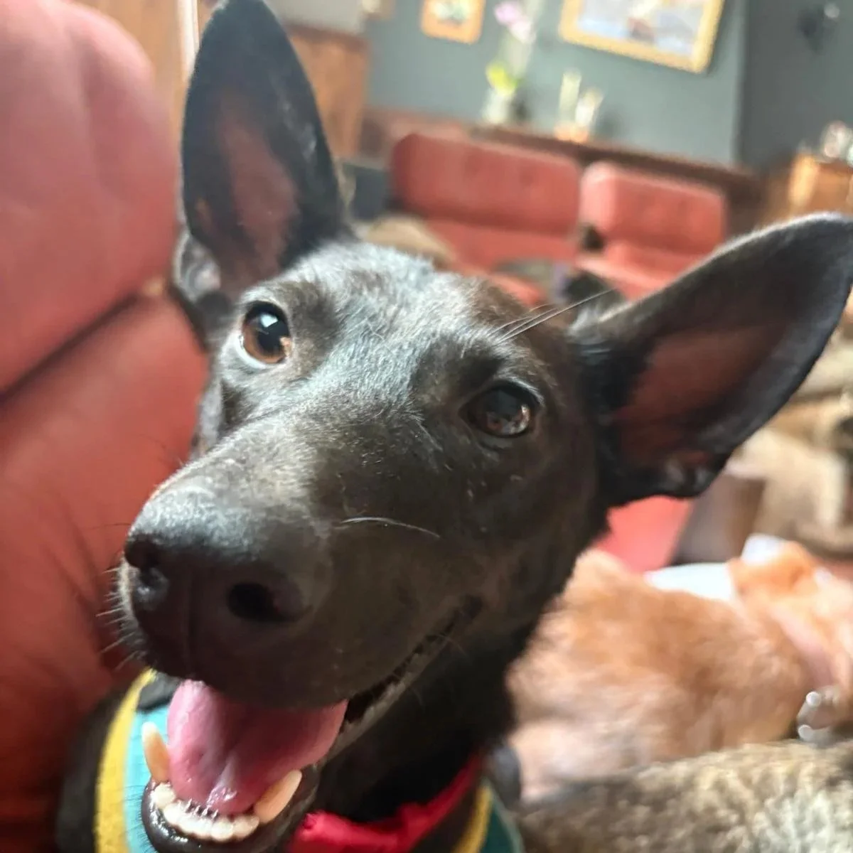 Jet
