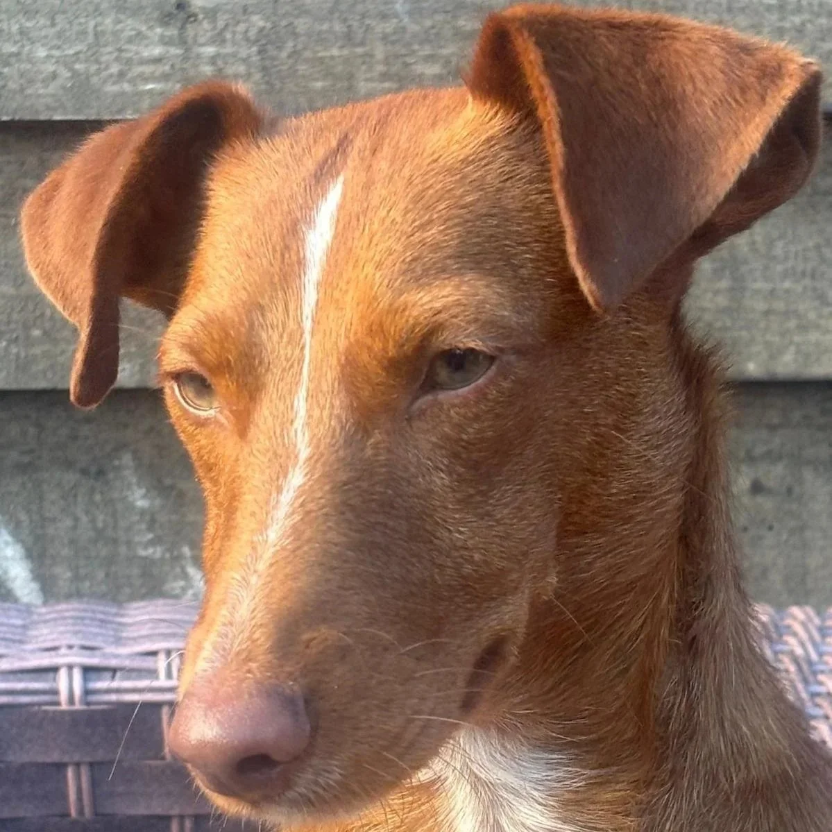 Bonita+2.jpg