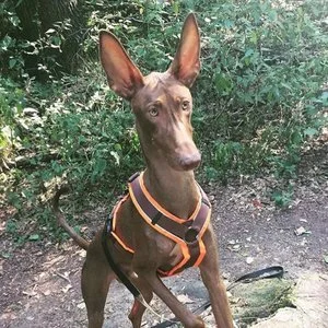 Toffee.jpg