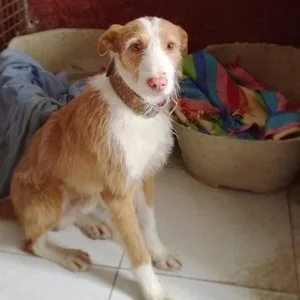 Lorenzo