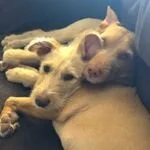 Marley_Simba.jpg