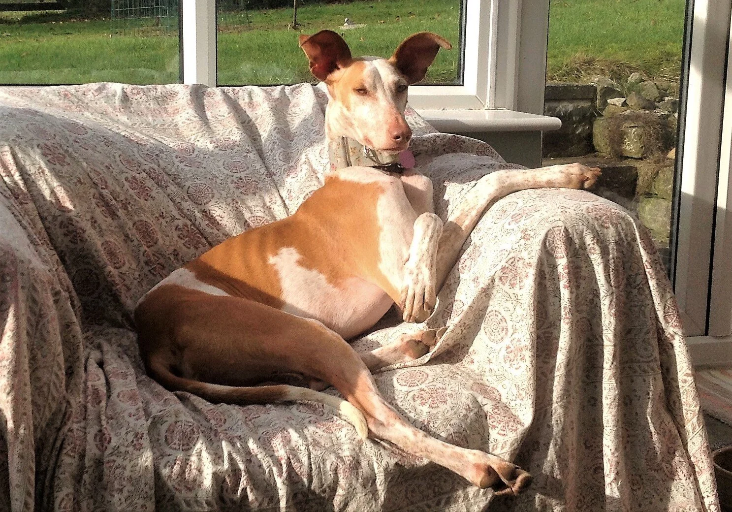 Gert sunbathing in the cnservatory (2).JPG