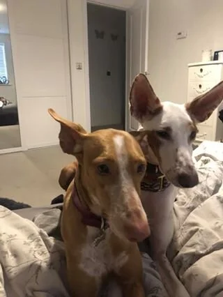 Ronnie and Joker