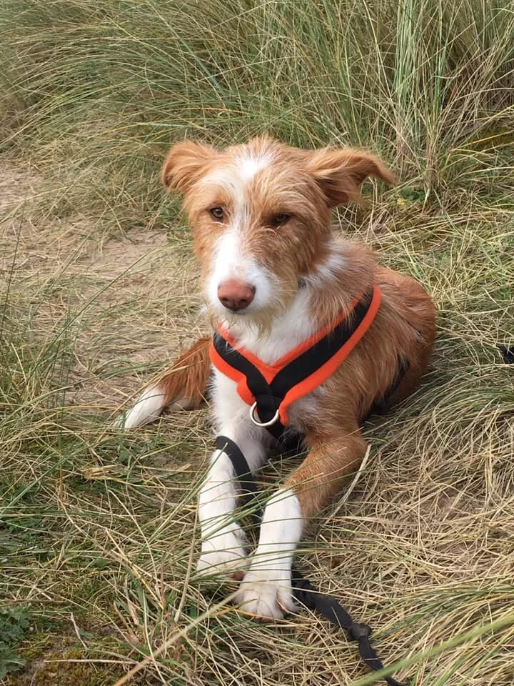 Zorro