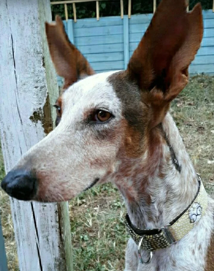 Caspian
