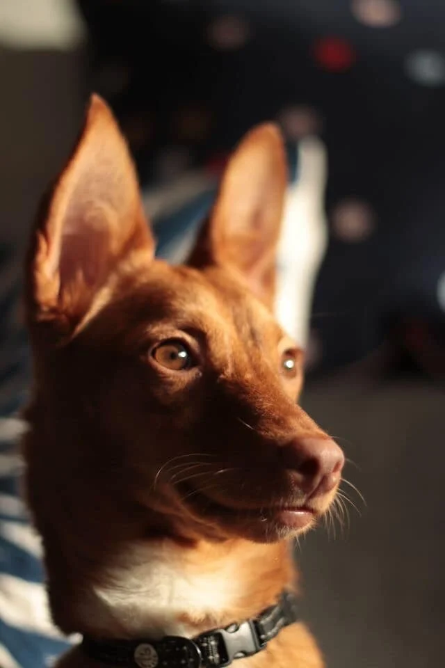 Pippin