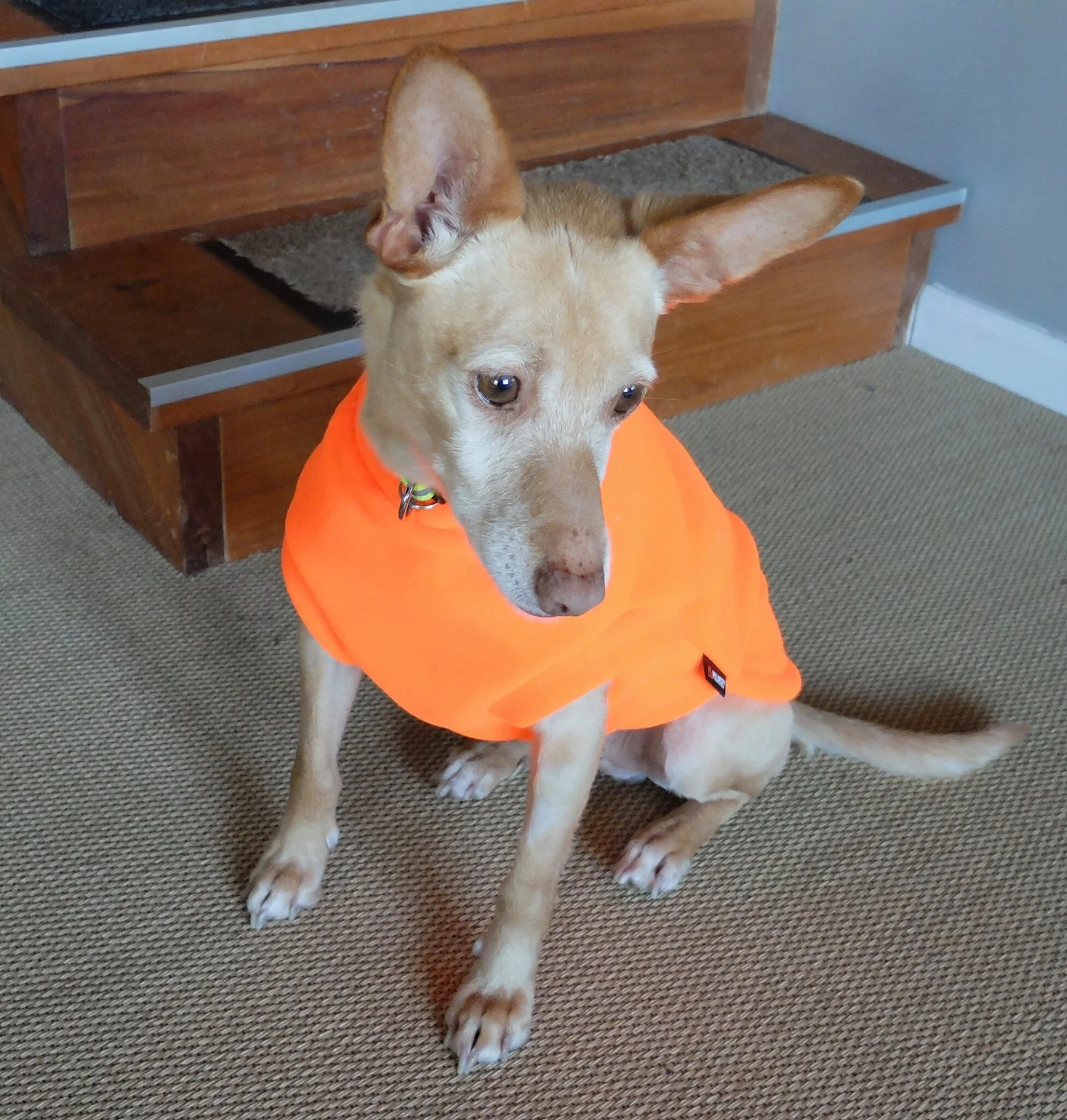 Dobbie