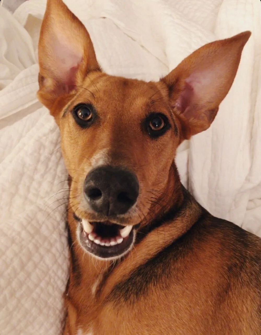 Willa (Vixen)