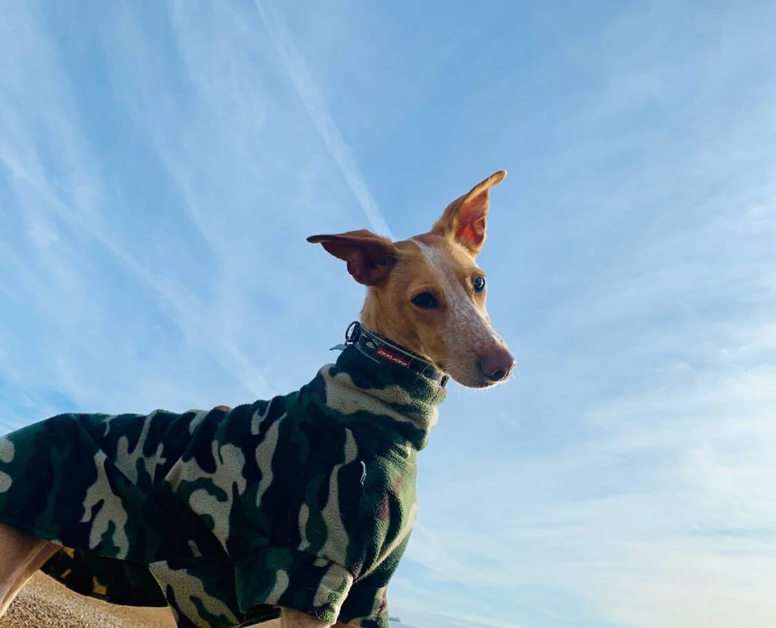 Mez (Ollie)
