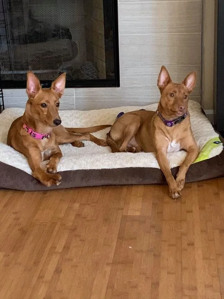 Nellie and Yogi