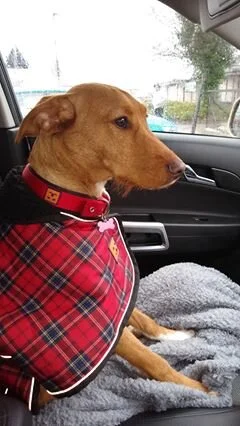 Dixie