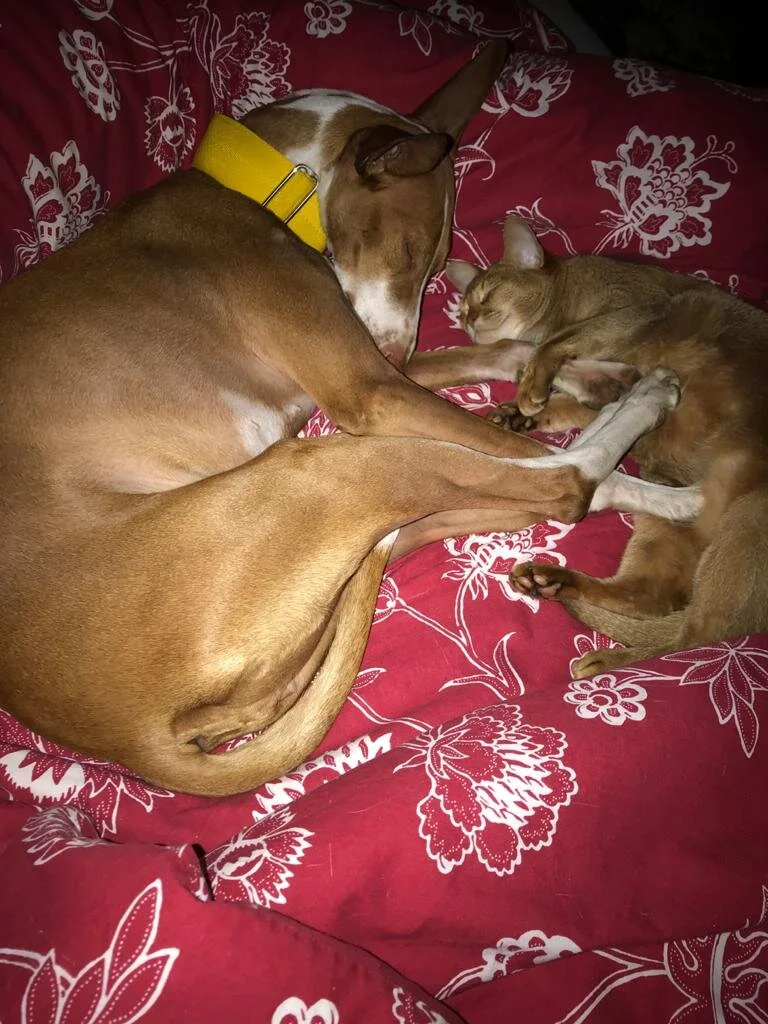 Lottie et Sorrell sur le lit