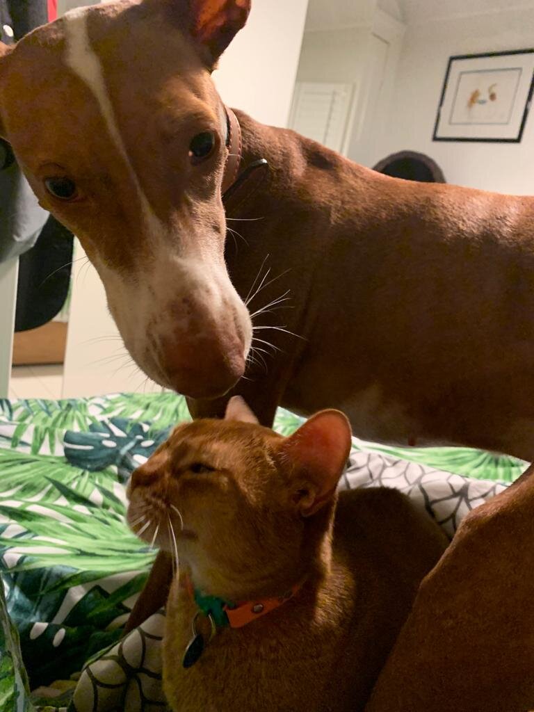 ¿Pueden los podencos convivir con gatos...?