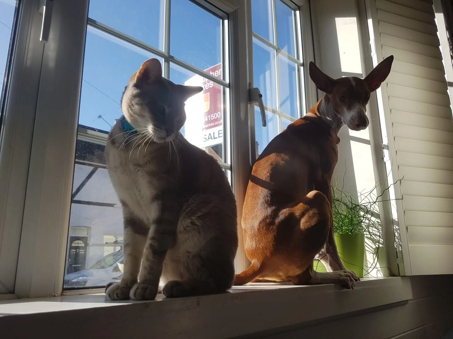 Lottie et Bruce sur le rebord de la fenêtre