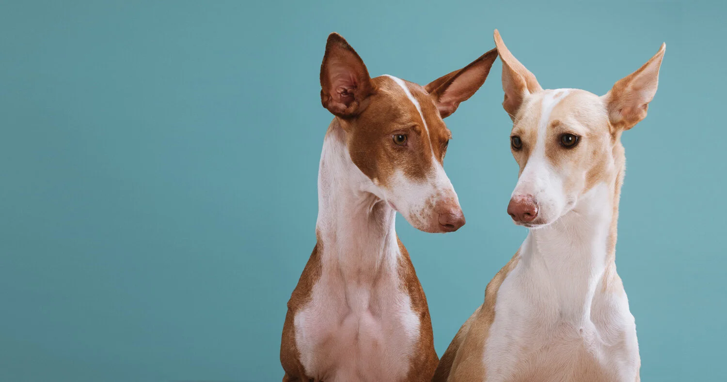 spanish podenco dog