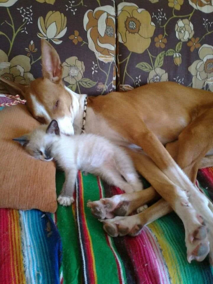 Llueven gatos y vainas...