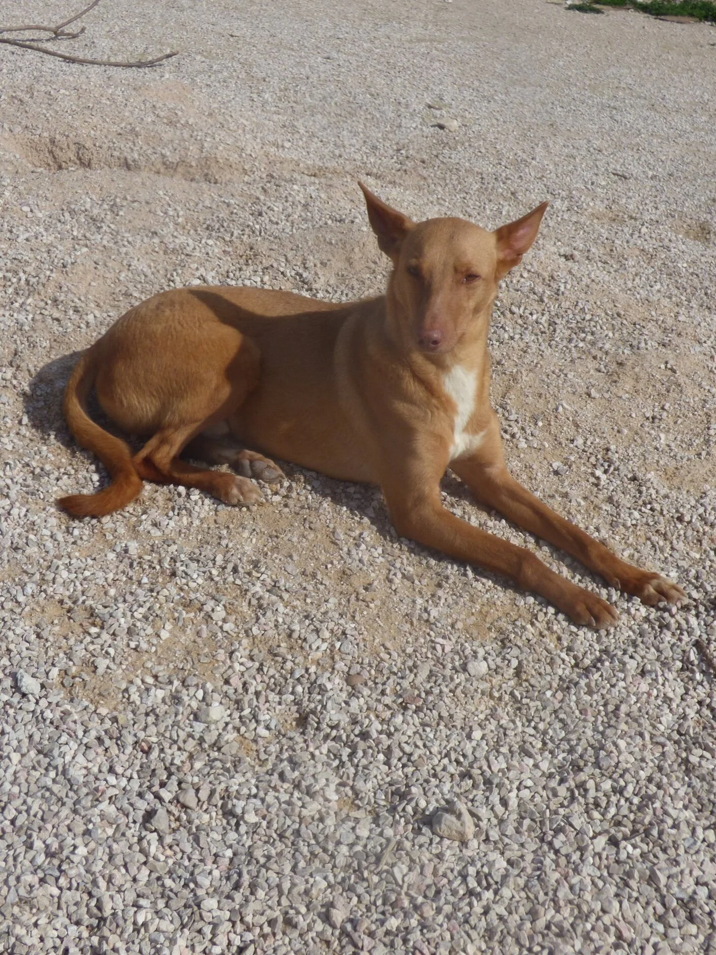 Podenco Andaluz couché.jpg